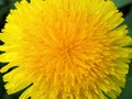 Dandelion flower close-up. Colorful background or wallpaper on the theme of summer and warm season. Top view from above. Yellow Royalty Free Stock Photo