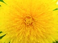 Dandelion flower close-up. Colorful background or wallpaper on the theme of summer and warm season. Top view from above. Yellow Royalty Free Stock Photo