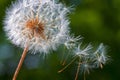 Dandelion flower. Close-up Royalty Free Stock Photo