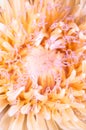 Dandelion flower close-up