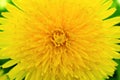 Dandelion flower close-up. Top view on a background of green grass. Yellow petals, stamens and pistils. Colorful illustration on Royalty Free Stock Photo