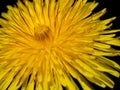 Close Up view of a Full Bloom Dandelion Flower Royalty Free Stock Photo