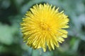 Dandelion flower closeup