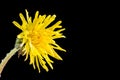 Dandelion Flower Closeup