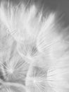 Dandelion flower