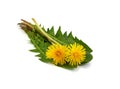 Dandelion flower and dandelion leaves  isolated Royalty Free Stock Photo