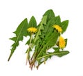 Dandelion flower and dandelion leaves isolated