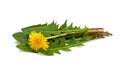 Dandelion flower and dandelion leaves  isolated Royalty Free Stock Photo