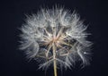 Dandelion flower on dark background Royalty Free Stock Photo