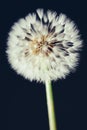 Dandelion flower on dark background Royalty Free Stock Photo