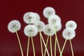 Dandelion flower on dark purple color background, group objects on blank space backdrop, nature and spring season concept. Royalty Free Stock Photo