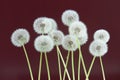 Dandelion flower on dark purple color background, group objects on blank space backdrop, nature and spring season concept. Royalty Free Stock Photo