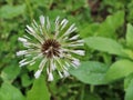 Dandelion flower in drops after rain Royalty Free Stock Photo