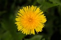 Dandelion flower. Edible weed also used medicinally. Royalty Free Stock Photo