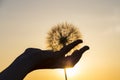 Dandelion flower in a female hand on the sunset background Royalty Free Stock Photo