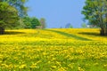 Dandelion flower field. Summer dandelions meadow. Royalty Free Stock Photo