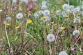 Dandelion Flowers with White Fluffy Heads Full of Seeds Ready to Fly