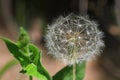 Dandelion Flower