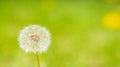 Dandelion flower with fluffy seeds on minimalistic background. Summer concept. Horizontal frame copy space