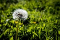 White Dandelion Flower with Dew in a Field Royalty Free Stock Photo