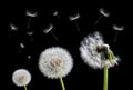 Dandelion flower and flying seeds on black background. Royalty Free Stock Photo