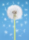 Dandelion flower with flying seeds on blue background. One object isolated. Spring concept. Royalty Free Stock Photo