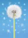 Dandelion flower with flying seeds on blue background. One object . Spring concept. Royalty Free Stock Photo
