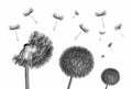 Dandelion flower and flying seeds on white background. Royalty Free Stock Photo