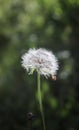 Dandelion Flower In A Forest Royalty Free Stock Photo
