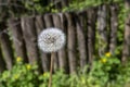 Dandelion flower in the forest Royalty Free Stock Photo