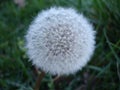 Dandelion Flower in Forest Spring Royalty Free Stock Photo