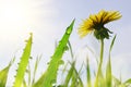 Dandelion flower and fresh green grass with dew drops on meadow. Royalty Free Stock Photo