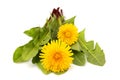 Dandelion flower with fresh leaves isolated. Royalty Free Stock Photo