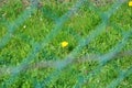 dandelion flower in grass behind the fence Royalty Free Stock Photo