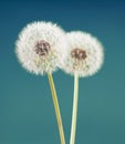 Dandelion flower on green blue color background, many closeup object