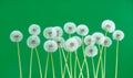 Dandelion flower on green color background, many closeup object