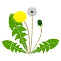 A dandelion flower with green leaves with seeds and bud.