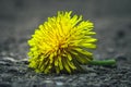 Dandelion flower on the ground, Flowers background. Nature.