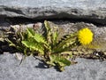 Dandelion flower