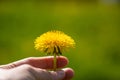 Dandelion Flower In Hand On Background Of Grass On Sunny Day In Spring Copyspace Royalty Free Stock Photo