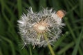Dandelion flower that has gone to seed. Royalty Free Stock Photo