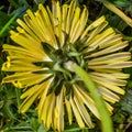 Back of Dandelion Flower Head Close-Up, Make A Wish Royalty Free Stock Photo