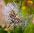 A dandelion flower head composed of numerous small florets Royalty Free Stock Photo