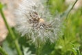 A dandelion flower head composed of numerous small florets Royalty Free Stock Photo