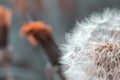 Dandelion flower head detailed closeup Royalty Free Stock Photo