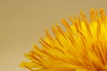 Dandelion flower head. Macro photo Royalty Free Stock Photo