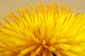 Dandelion flower head. Macro photo Royalty Free Stock Photo