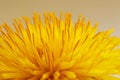 Dandelion flower head. Macro photo Royalty Free Stock Photo