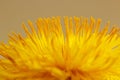 Dandelion flower head. Macro photo Royalty Free Stock Photo