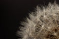 Dandelion flower head. Macro photo Royalty Free Stock Photo